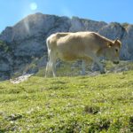 fauna picos de europa viaje en verano